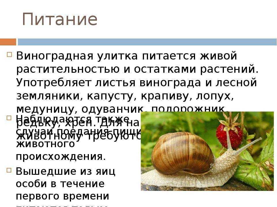 Улитки виноградные маринованные