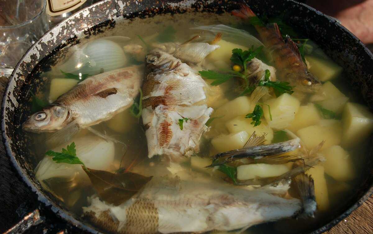 Уха из речной рыбы