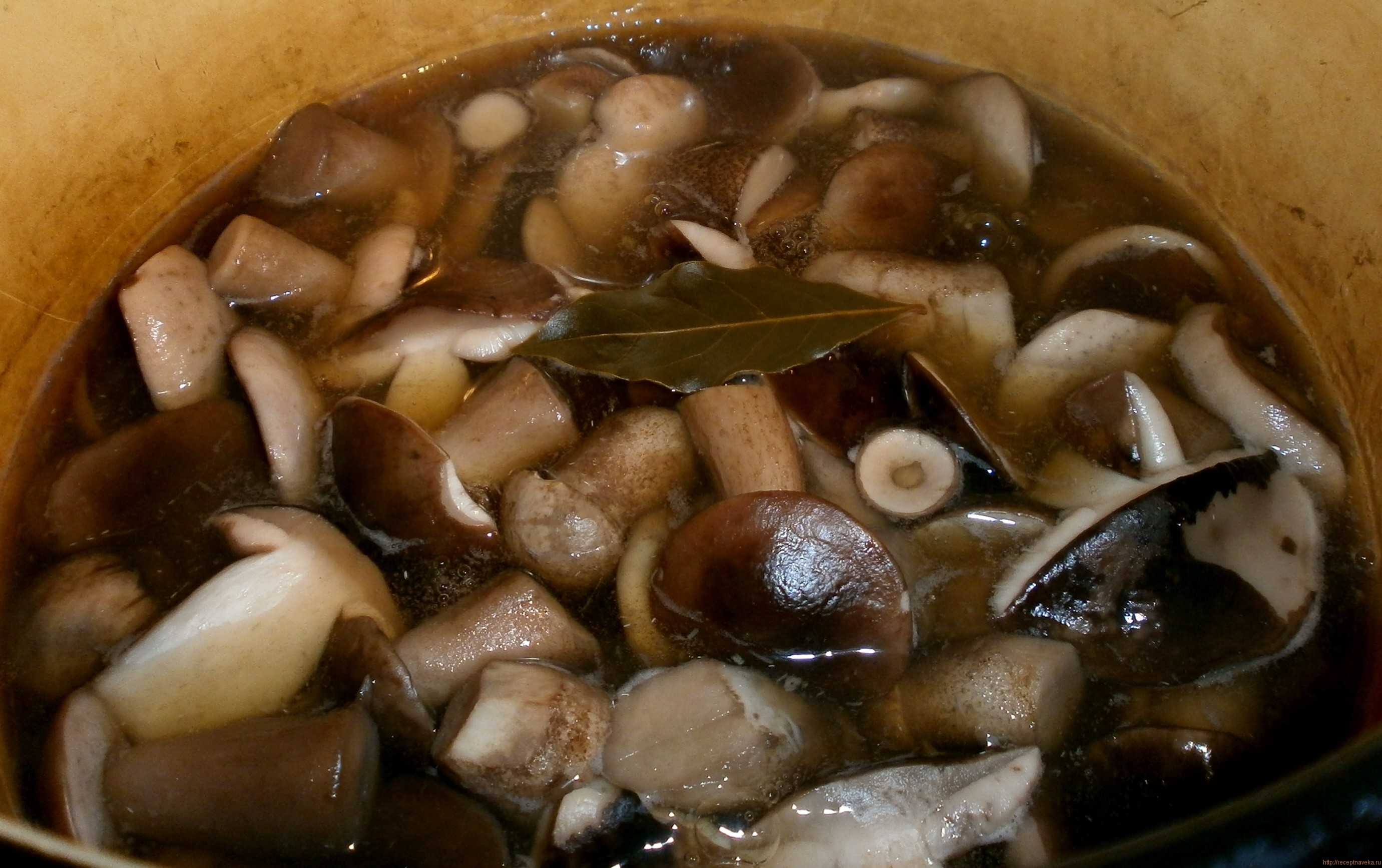 Варят ли суп с солеными грибами рецепт. грибной суп из соленых и маринованных грибов
