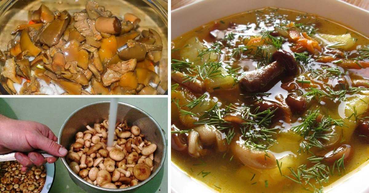 Как приготовить суп из маринованных маслят. супы из свежих, замороженных и сушеных маслят: лучшие рецепты