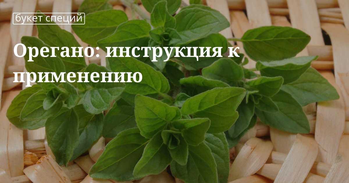 Орегано, что это за приправа, с чем едят, полезные свойства и вред