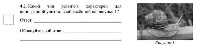 Рецепт виноградных улиток рецепт с фото - 1000.menu