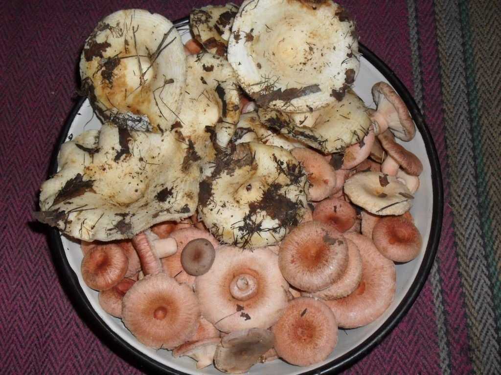 Рецепты с солеными грибами, 82 рецепта, фото-рецепты / готовим.ру
